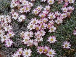 Helichrysum resembling marginatum